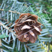 Tsuga canadensis fruit