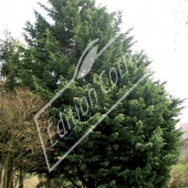 X Cupressocyparis leylandii entier hiver