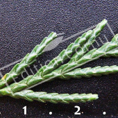 X Cupressocyparis leylandii feuille CM