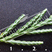 X Cupressocyparis leylandii feuille CM