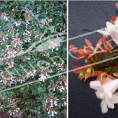 Abelia X grandiflora ‘Edward Goucher’ 2 photos entier fleuri fleur