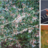 Abelia X grandiflora ‘Edward Goucher’ 3 photos fleurs