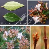 Abelia X grandiflora ‘Edward Goucher’ 4 photos