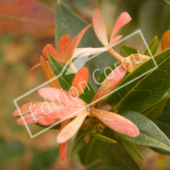 Abelia X grandiflora ‘Edward Goucher’ corole