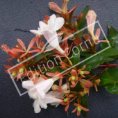 Abelia X grandiflora ‘Edward Goucher’ détail fleur