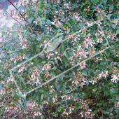 Abelia X grandiflora ‘Edward Goucher’ entier fleur