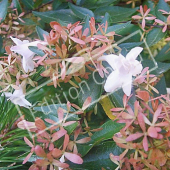 Abelia X grandiflora ‘Edward Goucher’ rameau corole