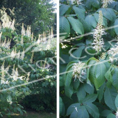 Aesculus parviflora 2 photos entier fleur fleur