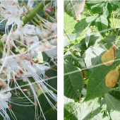 Aesculus parviflora 2 photos fleur fruit