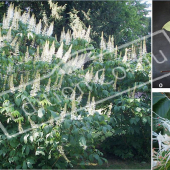 Aesculus parviflora 3 photos feuille