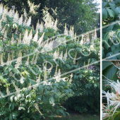 Aesculus parviflora 3 photos fleur