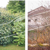 Aesculus parviflora entier été hiver