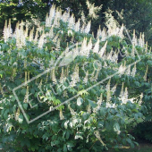 Aesculus parviflora entier fleuri