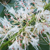 Aesculus parviflora fleur