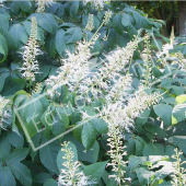 Aesculus parviflora rameau fleur