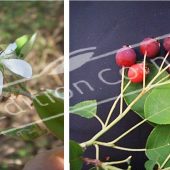 Amelanchier lamarckii 2 photos fleur fruit