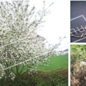 Amelanchier lamarckii 3 photos fleurs