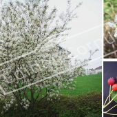 Amelanchier lamarckii 3 photos fruits