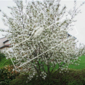 Amelanchier lamarckii entier fleur