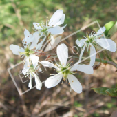 Amelanchier lamarckii fleur