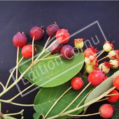 Amelanchier lamarckii fruit