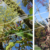 Aralia elata 2 photos fleur fruit