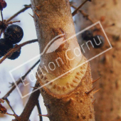 Aralia elata bourgeon