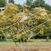 Aralia elata entier fleur