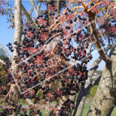 Aralia elata fruit