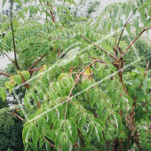 Aralia elata rameau