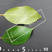 Arbustus unedo feuille CM