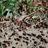 Arbustus unedo fruit à terre