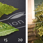 Aucuba japonica ‘Crotonifolia’ 2 photos entier