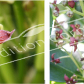 Aucuba japonica ‘Crotonifolia’ 2 photos femelle et mâle