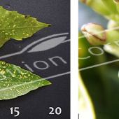 Aucuba japonica ‘Crotonifolia’ 2 photos femelle