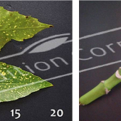 Aucuba japonica ‘Crotonifolia’ 2 photos fruit