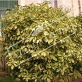 Aucuba japonica ‘Crotonifolia’ entier