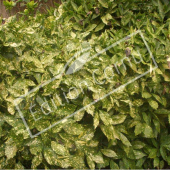Aucuba japonica ‘Crotonifolia’ entier2
