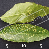Aucuba japonica ‘Crotonifolia’ feuille CM