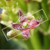 Aucuba japonica ‘Crotonifolia’ fleur femelle