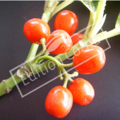 Aucuba japonica ‘Crotonifolia’ fruit