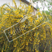 Berberis X stenophylla entier fleuri