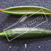 Berberis X stenophylla feuille CM