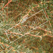 Berberis X stenophylla rameau feuillé