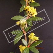Berberis X stenophylla rameau fleuri