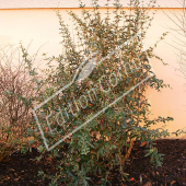 Berberis julianae entier