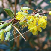 Berberis julianae fleur