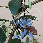 Berberis julianae fruit