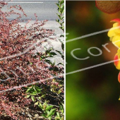 Berberis thunbergii ‘Atropurpurea’ 2 photos entier fleur