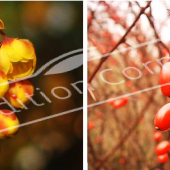 Berberis thunbergii ‘Atropurpurea’ 2 photos fleur fruit